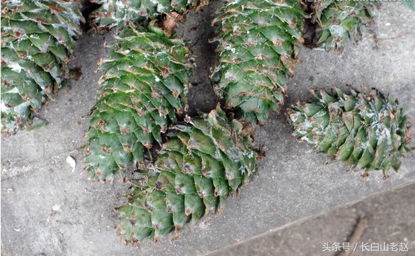 东北长白山野生红松子,东北长白山森林榛子