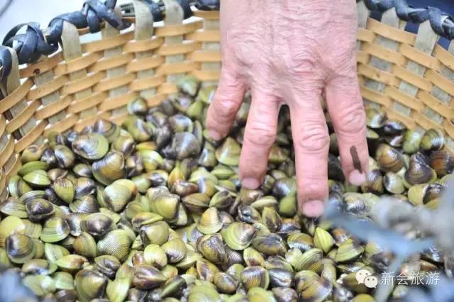 黄沙蚬新会,江门新会黄沙蚬季节