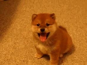 家里的萌宠,家里的萌宠长大后会变成什么样子