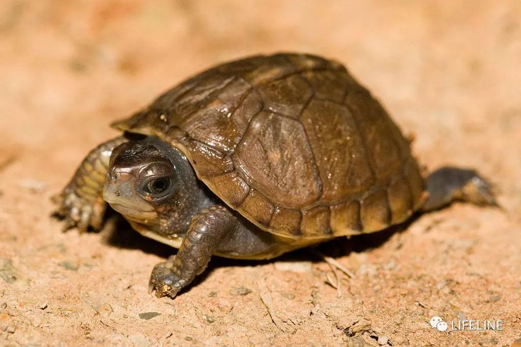 三趾箱龟的繁育方法,纯种三趾箱龟