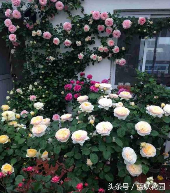 月季不能浇什么水,月季施肥不当怎么处理