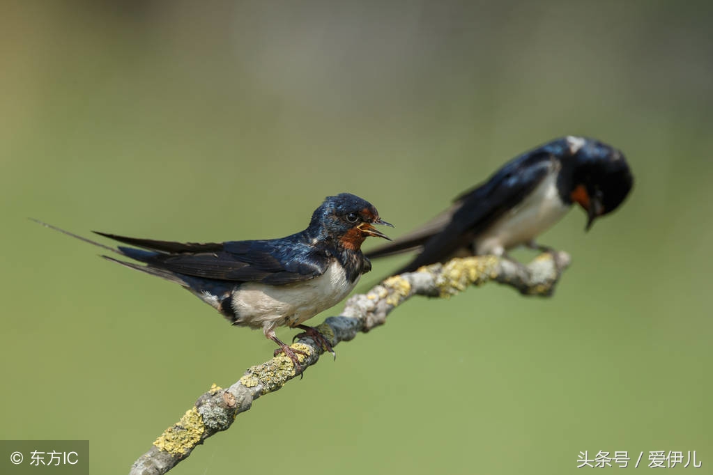写春燕最美的诗词名句,描写春天燕子的诗句古诗词