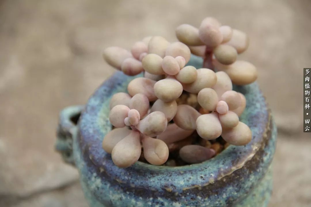 养多肉的精致生活,养多肉的乐趣在于没事瞎折腾