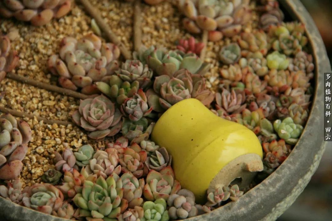 养多肉的精致生活,养多肉的乐趣在于没事瞎折腾