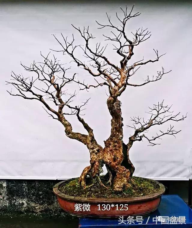 南天竹盆景鉴赏,南天竹盆景能放室内吗