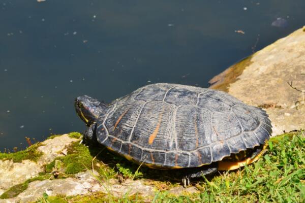 较小的乌龟怎么分辨乌龟公母,中等大小的乌龟怎么才能区分公母