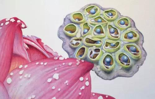 学画荷花和荷叶,荷花怎么画儿童简笔画