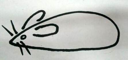 宠物小精灵简笔画咚咚鼠,朝花夕拾狗猫鼠图片简笔画