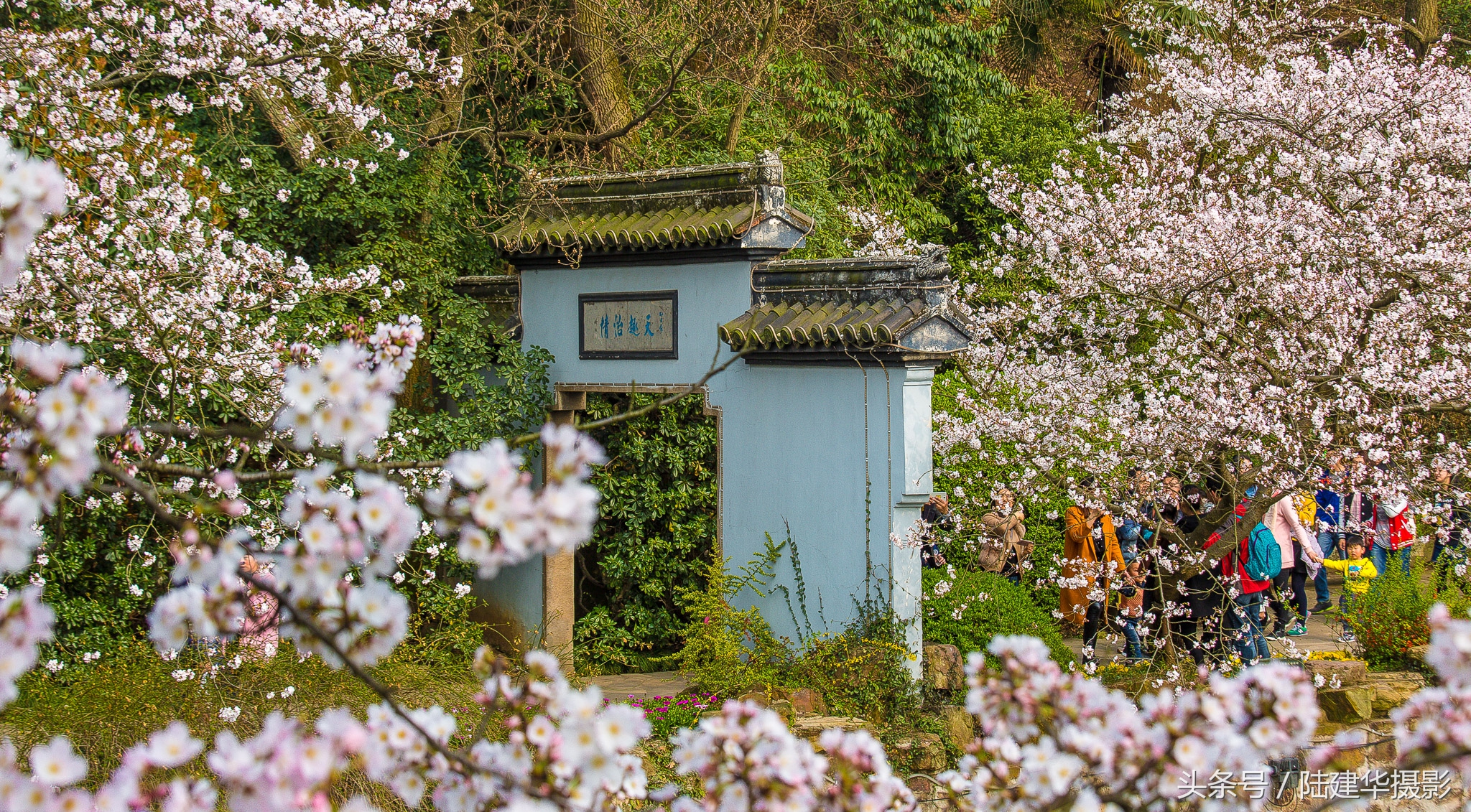 太湖赏樱花鼋头渚旅行攻略,太湖鼋头渚风景区看樱花旅游攻略