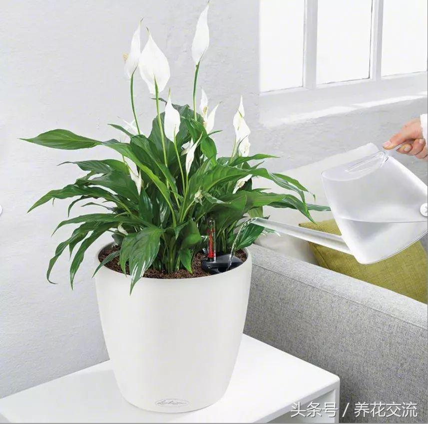 室内有甲醛绿植会怎样,适合家养的绿植吸甲醛