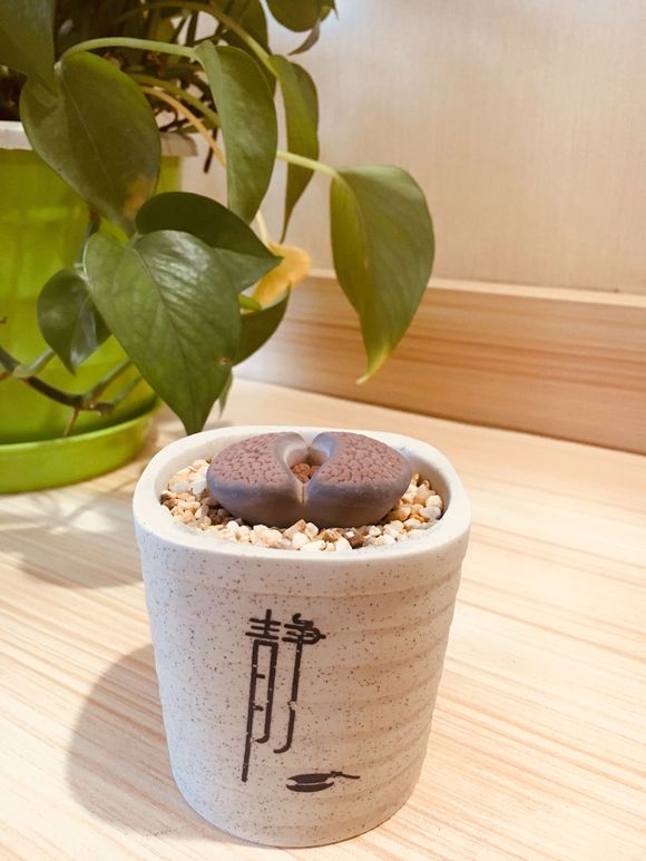 这种石头，放在阳台花盆里，竟然自己开花了！