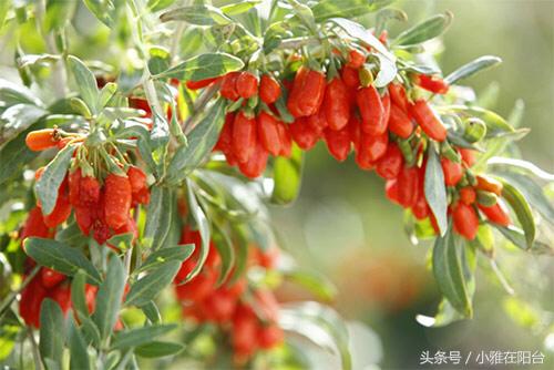 阳台种一棵桑葚,枸杞怎么种小盆栽最佳