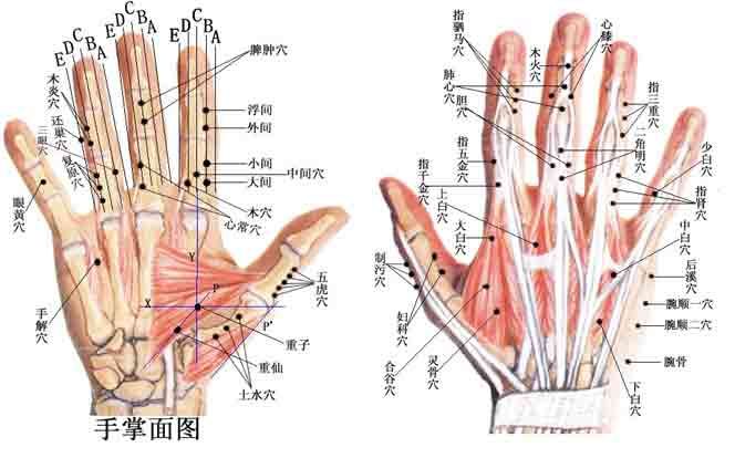 至真要大论翻译,至真要论篇第七十四