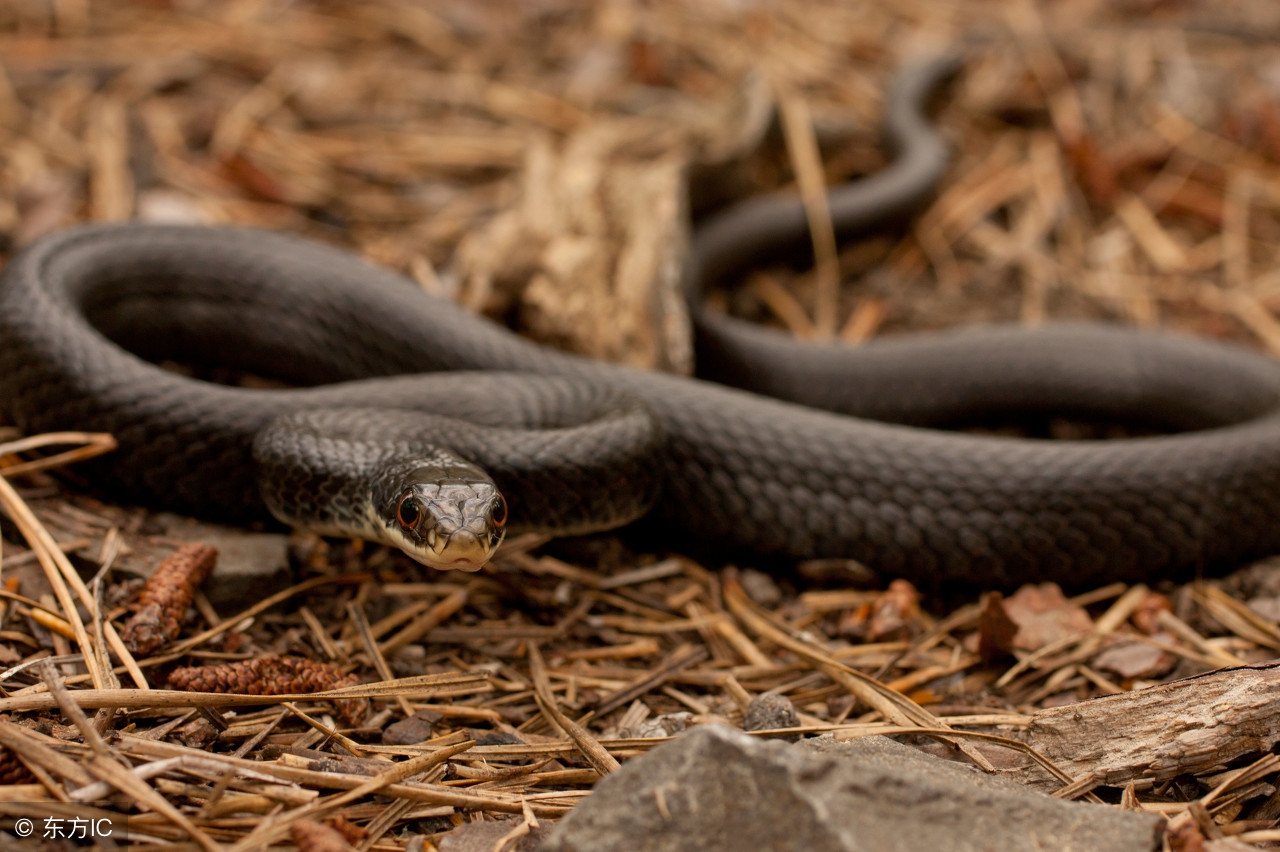 每个人都会做胎梦吗,你做过梦吗梦到过什么