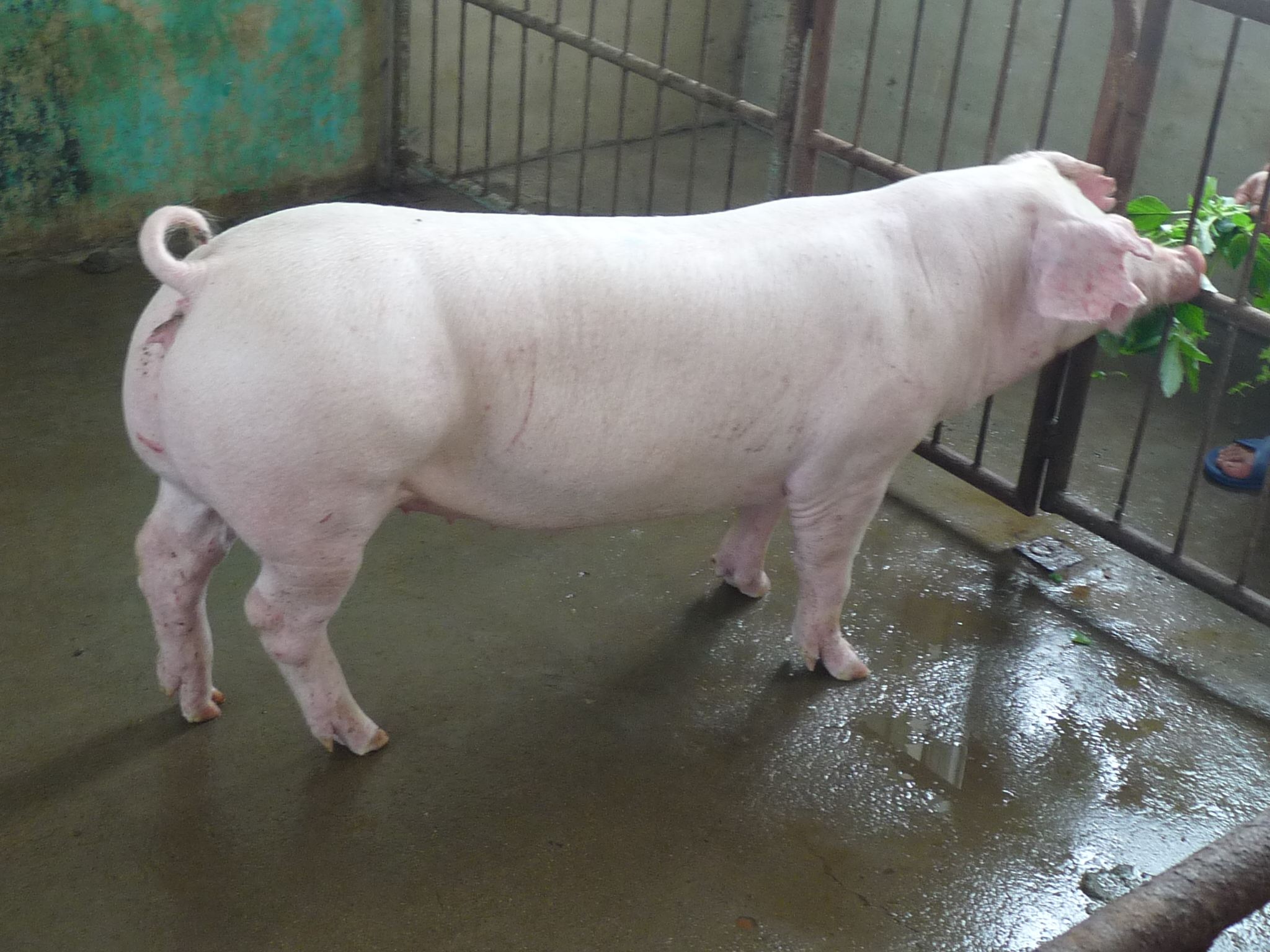 母猪怎么养科学,母猪养殖最好的方法