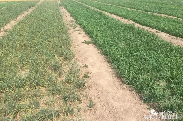 韭菜有什么病害怎么防治,韭菜上面的虫怎么治