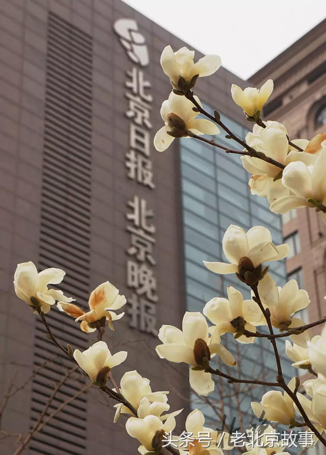 回忆北京四九城,北京四九城江湖往事合集