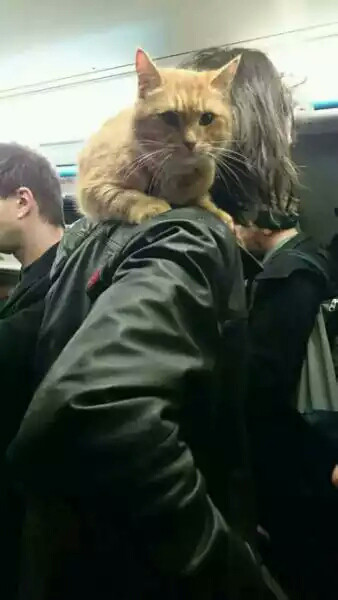 流浪猫鲍勃真实事件改编超感人,流浪猫鲍勃故事梗概