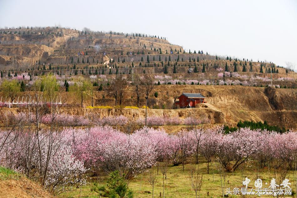秦安:芳蕊遍地蜜蜂闹*光春**明媚凤山娇