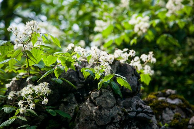 广安华蓥瀑布景区,四川华蓥山石林