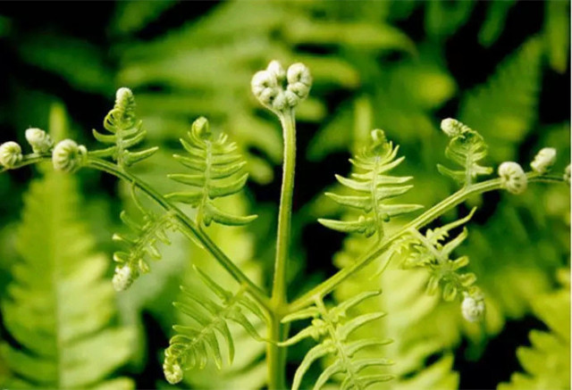糖尿病吃什么野菜好,春季野菜不要随便挖这些野菜有毒