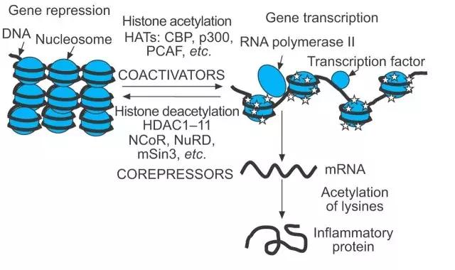 蔬菜水果发酵益生菌,水果蔬菜微生物有哪些
