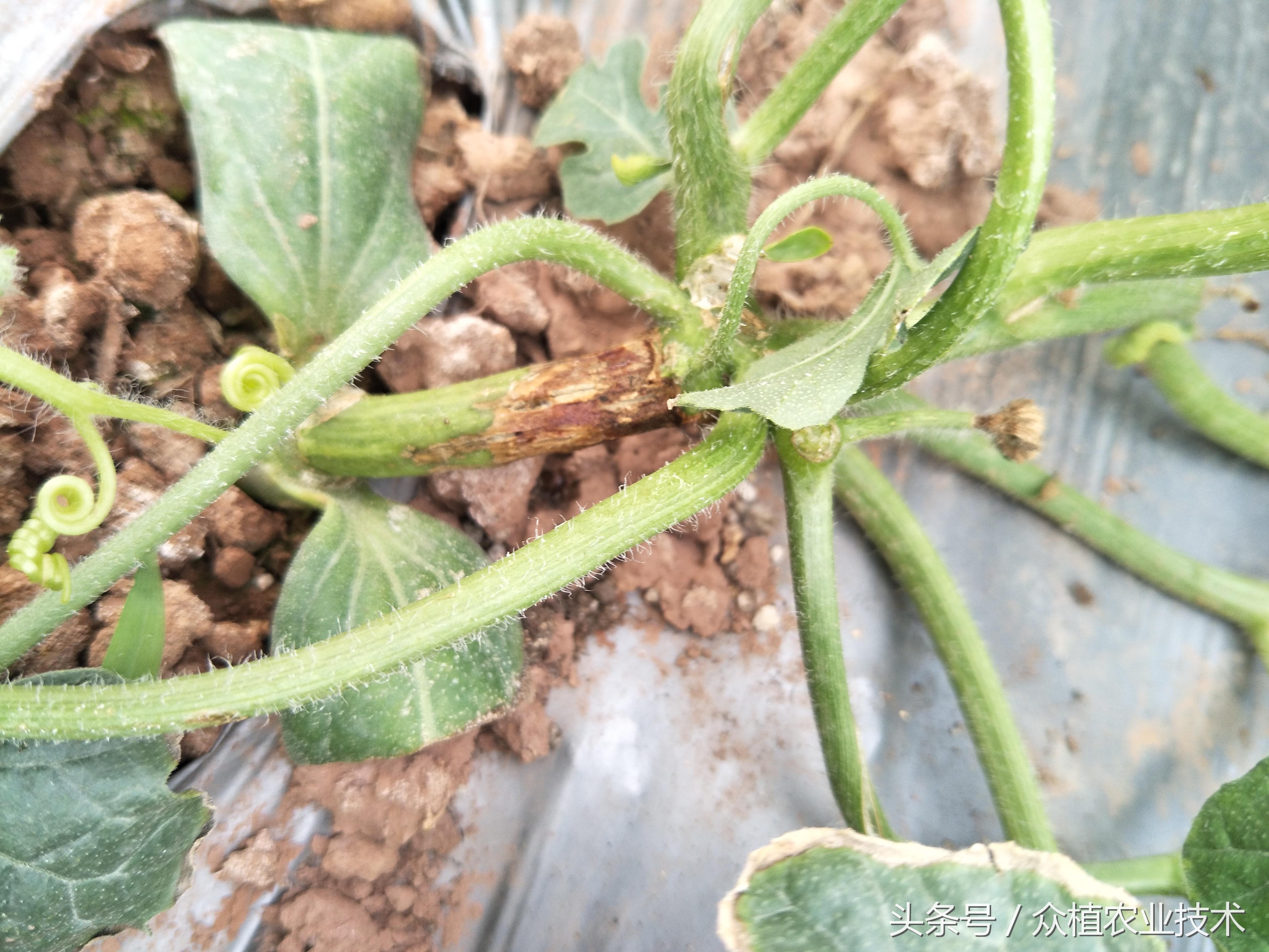 西瓜茎杆裂流红水什么病,西瓜蔓枯病和疫病有什么区别