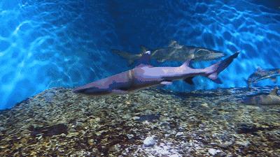 拉仇恨,上海又添世界级别新地标