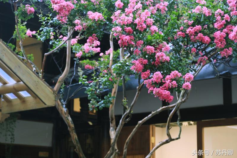 繁花宽窄巷子,宽窄巷子攻略和景点