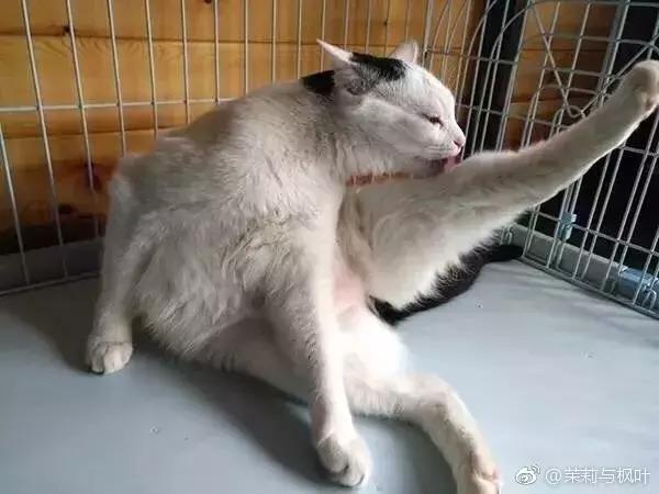 猫谱:因相成名,因名成谱《蓝毛毛找猫》24:猫出有名
