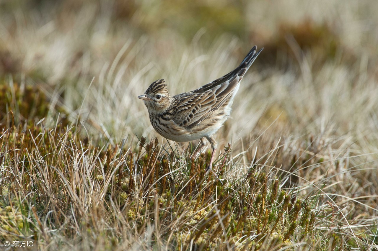 百灵鸟雏鸟的最佳挑选方法,百灵鸟雏鸟怎么样才不怕人