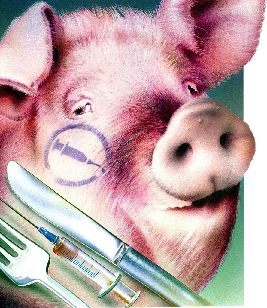 养猪场养猪猪鼻子出血什么病,猪场出现并发症怎么办