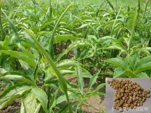 种植中药材致富,农村种植致富项目中药材