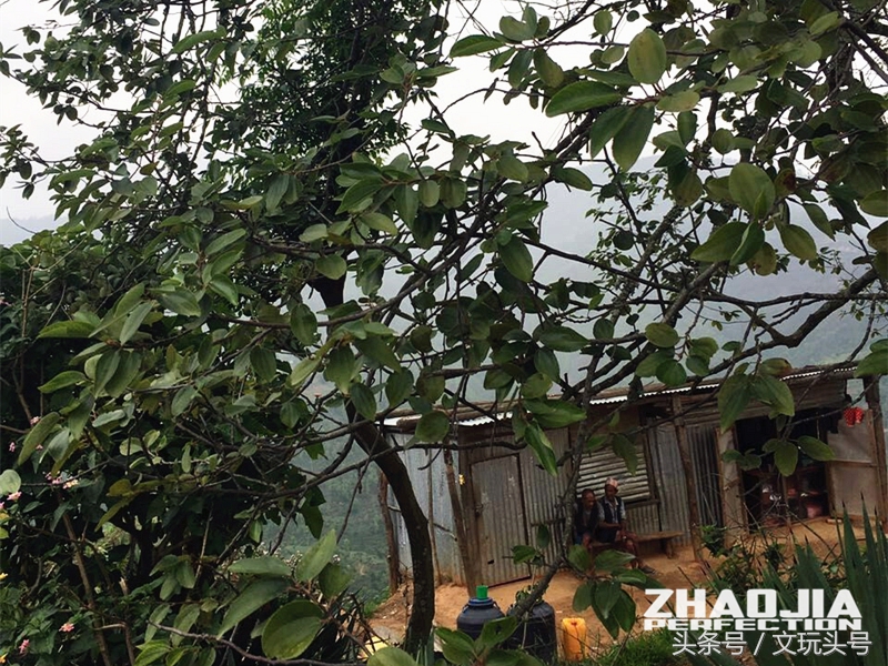 为什么凤眼菩提是最好的佛珠,凤眼菩提什么样的最好