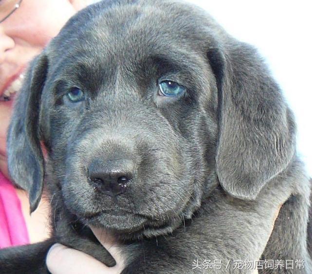 拉布拉多是死亡率最高的犬吗,中国禁养犬有没有拉布拉多