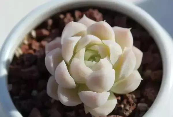 270种常见多肉图谱,270种常见多肉盆景