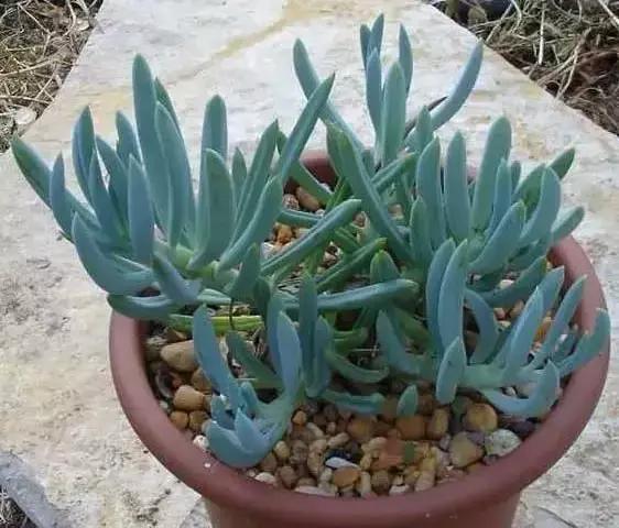 270种常见多肉图谱,270种常见多肉盆景