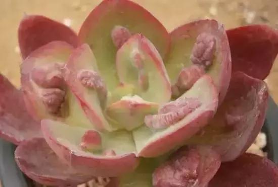 270种常见多肉图谱,270种常见多肉盆景