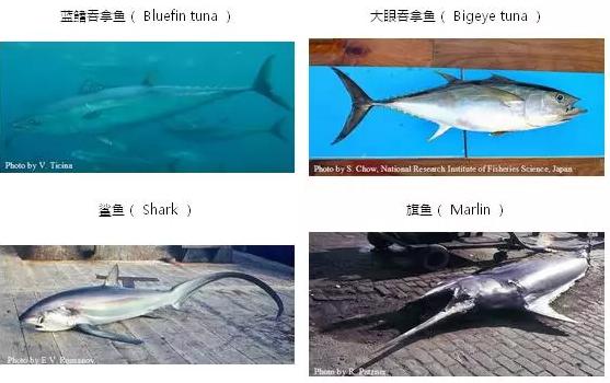 吃鱼最给宝宝补DHA，但哪些鱼最富含DHA又低汞？