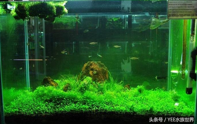 草缸哪种螺除藻最好,草缸养什么虾除藻强