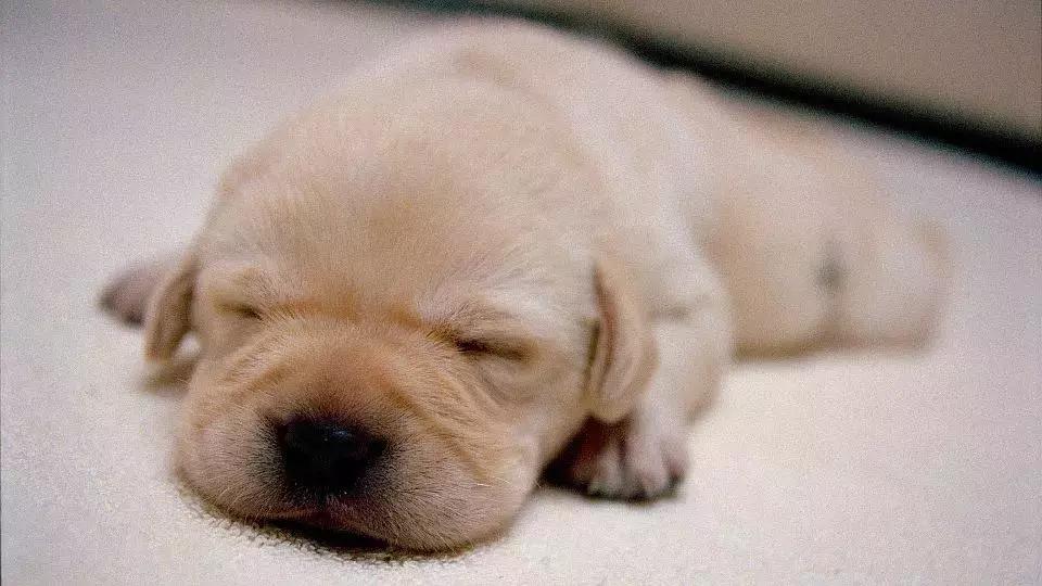 十大经典狗片排行榜国外,评价最高的十部关于狗的电影