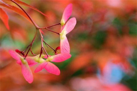 关于描写春的诗句古诗大全,古诗中描写春天的诗词大全