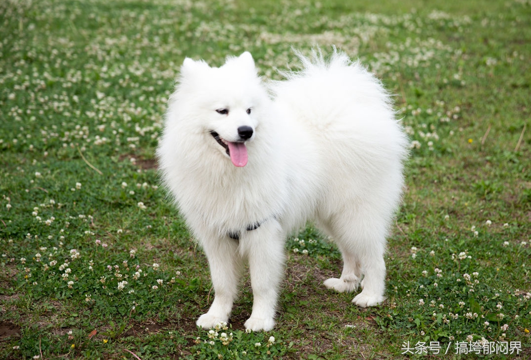 狗狗爱舔别的狗尿怎么办,狗狗总爱舔尿怎么办