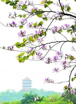 美爆了雨中的园博园风景美如画,美爆最美樱花大道继续绽放