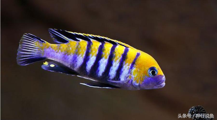 龙鱼三湖慈鲷混养大型缸,养三湖慈鲷的鱼缸选择