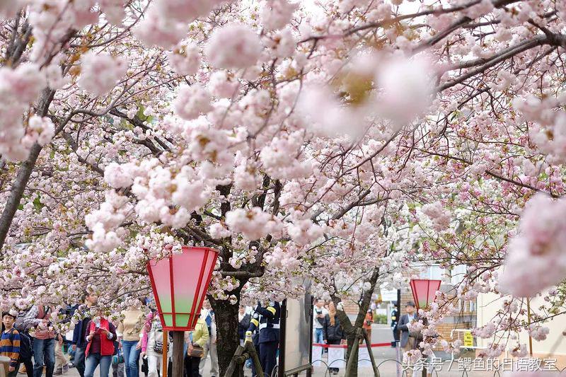 2018樱花,日本樱花节一览表