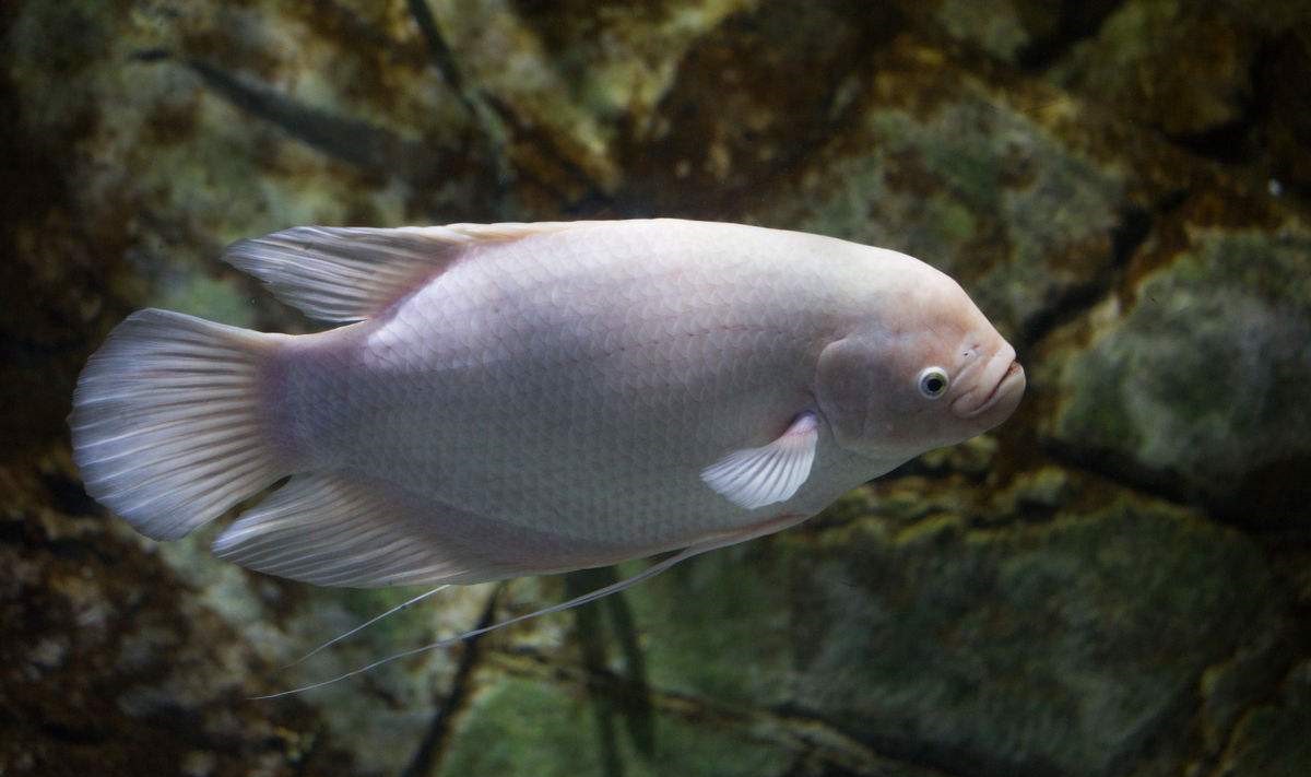 招财鱼饲养的技巧,招财鱼最佳饲养方法