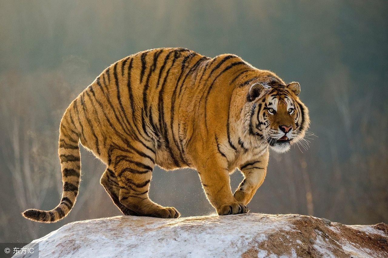 鼠牛虎兔四大生肖年运全解,鼠牛虎兔龙蛇马羊鸡狗猪十二生肖
