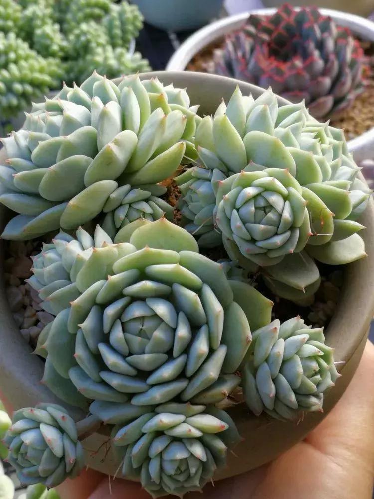 为了多肉改造阳台,疯狂的她