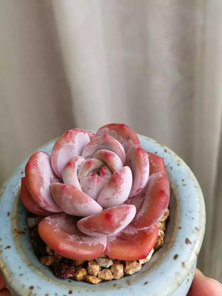 为了多肉改造阳台,疯狂的她